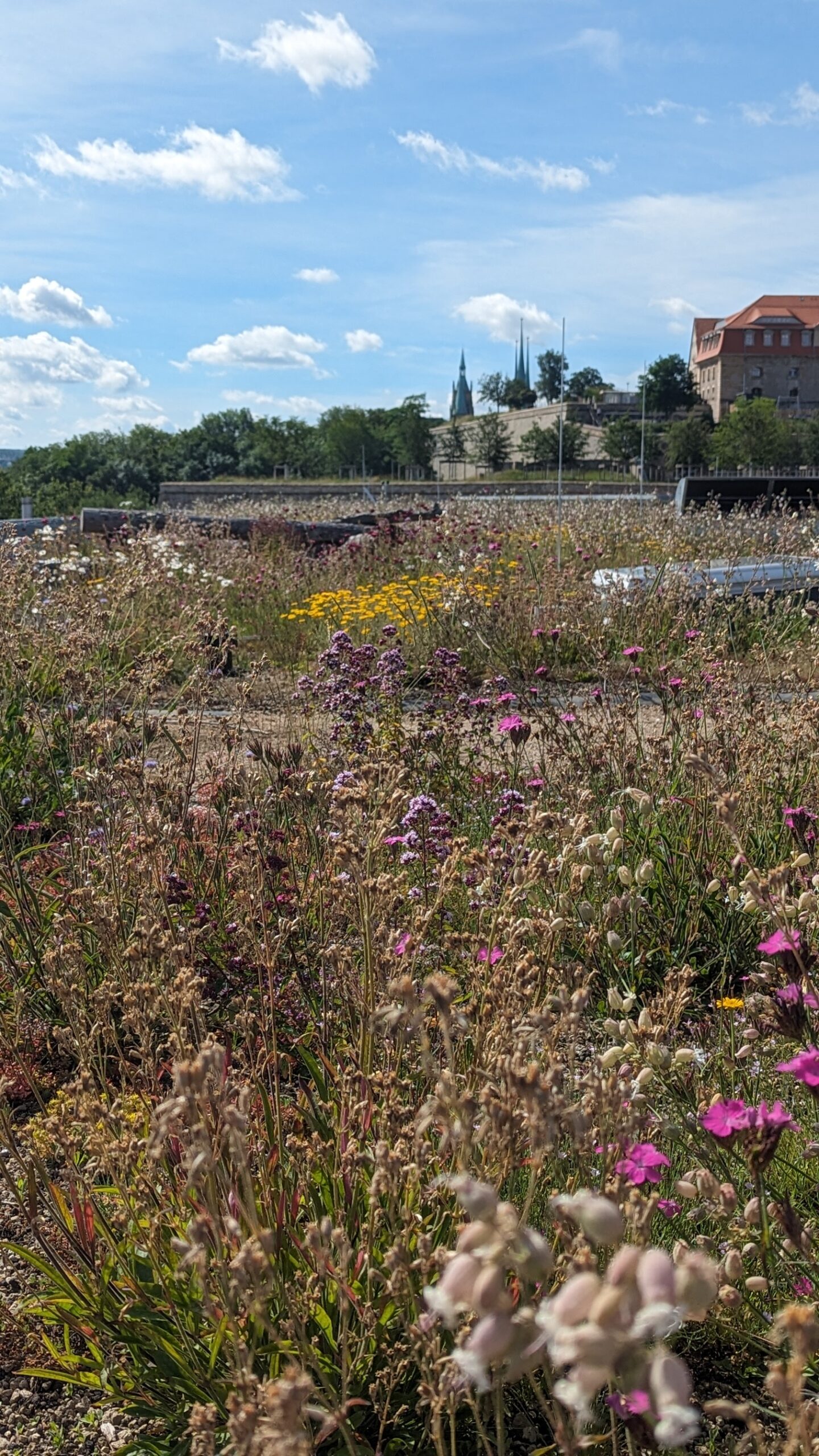 Artenreiche Dachbegrünung aus Ansaat und Flachballenpflanzung mit Blick zu Dom und Severikirche. Ein biodiversitätsdach mit Vogelträngen und Totholzhaufen als Habitat für Insekten und Vögel.